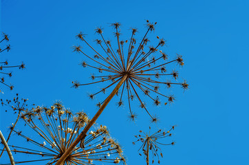 Dry inflorescences of Heracleum flowers on blue background