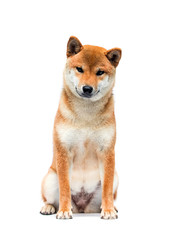 shiba inu dog sitting on a white background