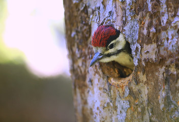Young woodpecker looks out of his breeding cave