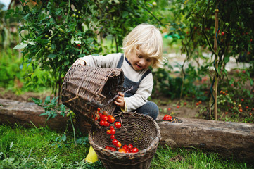 Small boy collecting cherry tomatoes outdoors in garden, sustainable lifestyle concept.