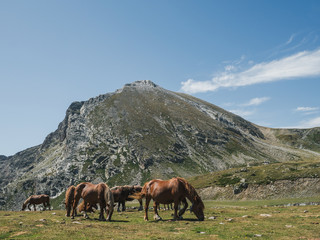 Fototapeta na wymiar Herd of horses grazing in the mountains