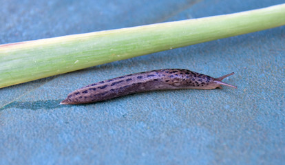 zoology, Tiger Snail