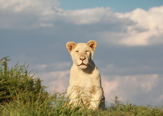 Junger Weißer Löwe 8184