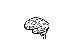 human brain