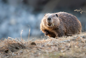 Beaver in the Canadian rivers