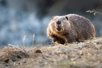Beaver in the Canadian rivers - obrazy, fototapety, plakaty