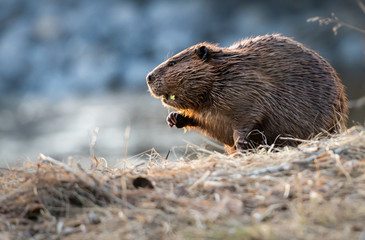 Beaver in the Canadian rivers