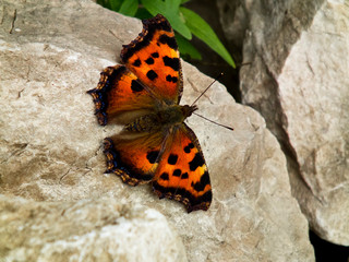 The beautiful and bright butterfly close-up. Black pattern on orange wings