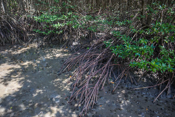 Mangrove tree, Beautiful mangrove leaf,Mangrove forest in thailand