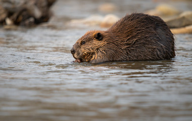 Beaver in the Canadian rivers © Jillian