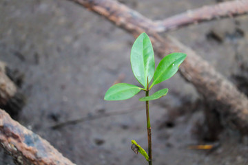 Young mangrove growing from salty water on supporting roots, at low tide.