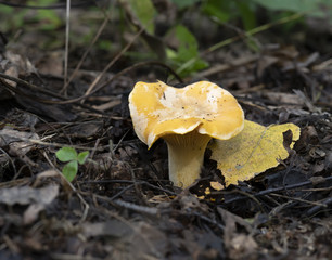 chanterelle mushroom in the forest, in its natural environment