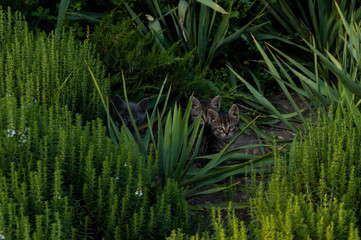 Hiding kittens