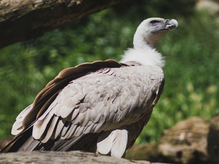 Griffon Griffon vulture standing on a rockvulture sitting