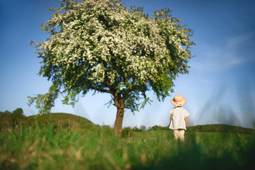 Rear view of small toddler girl walking on meadow outdoors in summer.