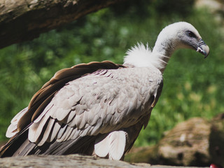 Griffon vulture standing on a rock
