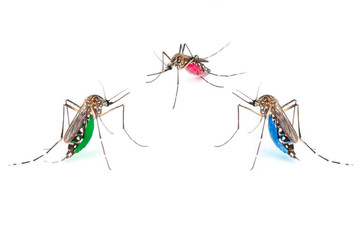 Red, green and blue mosquitoes on white background