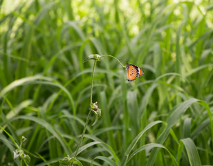 Golden butterfly on the grass