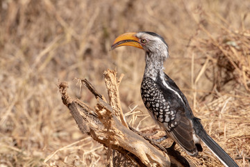 A Southern Yellow Billed Hornbill on a log.