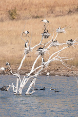Multiple birds nesting in a guano stained dead tree.