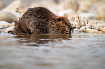 Beaver in the Canadian rivers
