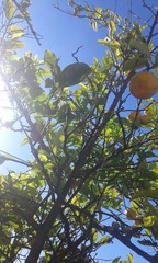 The Lemon Tree 