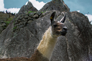 peruvian alpaca