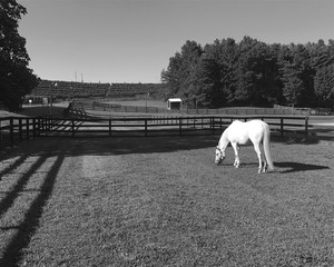 white horse in a field