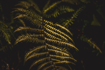 green fern leaf