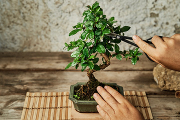 Hands pruning a bonsai tree on a work table. Gardening concept. - obrazy, fototapety, plakaty
