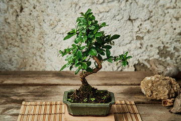Bonsai tree on a work table for maintenance. Gardening concept.