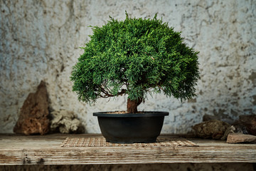 Bonsai tree on a work table for maintenance. Gardening concept.