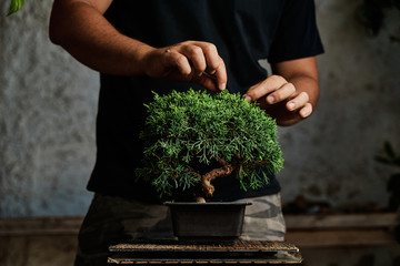Hands pruning a bonsai tree on a work table. Gardening concept.