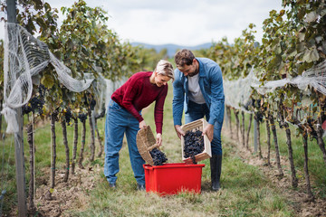 Man and woman collecting grapes in vineyard in autumn, harvest concept.