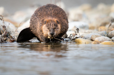 Beaver in the Canadian rivers © Jillian