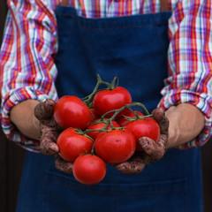 Senior man, farmer worker holding harvest of organic tomato