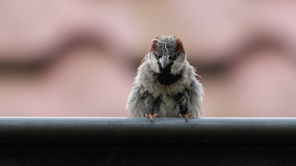 House sparrow (passer domesticus) perched on rooftop