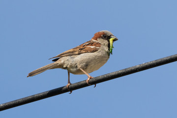House sparrow (passer domesticus) with green grub in beak perched on black cable