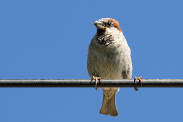 House sparrow (passer domesticus) with green spider in beak perched on black cable