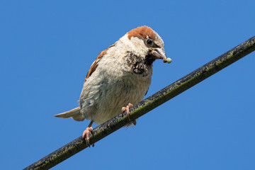 House sparrow (passer domesticus) with green spider in beak perched on black cable