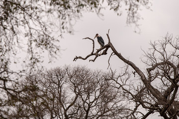 A Marabou stork perched on a tree branch.