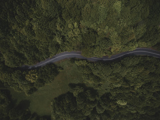 Road running trough a forest