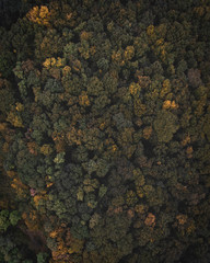 Colorful forest captured by drone