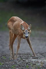 Young roe deer female