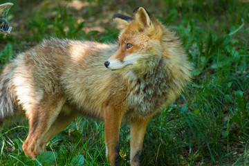 Red Fox (Vulpes vulpes) standing in green grass