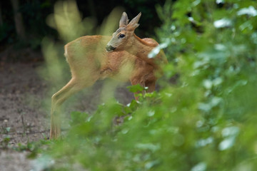 Young roe deer female