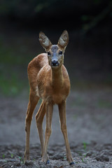 Young roe deer female
