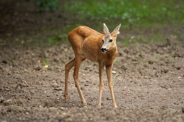 Young roe deer female