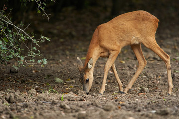 Young roe deer female