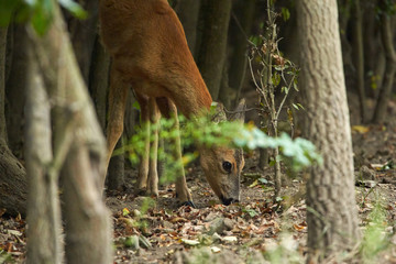 Fototapeta premium Young roe deer female
